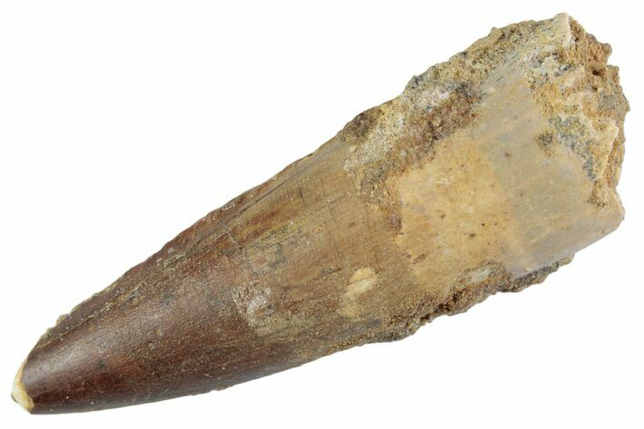 Fossil Spinosaurus Tooth - Real Dinosaur Tooth #367980
